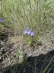 Veronica prostrata