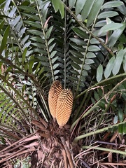 Encephalartos natalensis
