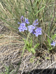 Veronica prostrata