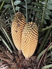 Encephalartos natalensis