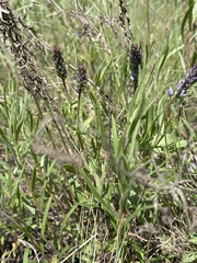Veronica prostrata