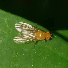 Lauxanioidea