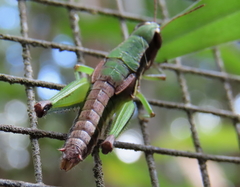 Methiolopsis geniculata