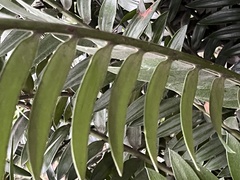 Encephalartos natalensis