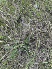 Centaurea