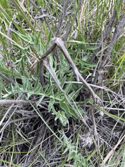 Centaurea