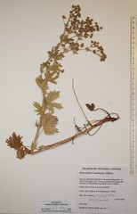 Potentilla inclinata