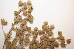 Potentilla inclinata