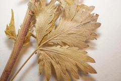 Potentilla inclinata