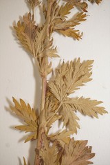 Potentilla inclinata