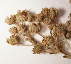 Potentilla inclinata