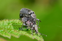 Phyllobius pyri