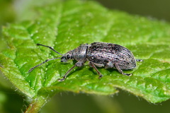 Phyllobius pyri