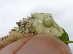 Heringocrania unimaculella
