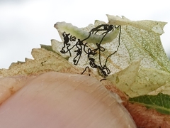 Heringocrania unimaculella