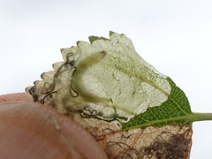 Heringocrania unimaculella