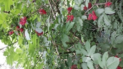 Sambucus racemosa racemosa