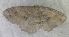 Melanolophia signataria