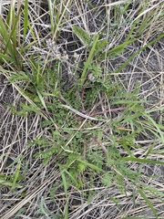 Oxytropis pilosa