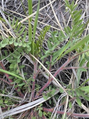 Oxytropis pilosa