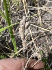 Oxytropis pilosa