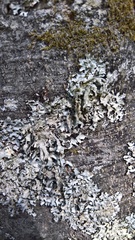 Parmelia submontana