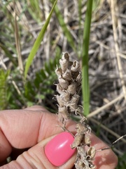Oxytropis pilosa