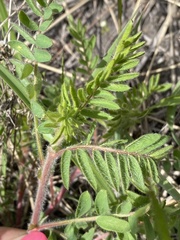 Oxytropis pilosa