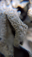 Parmelia submontana