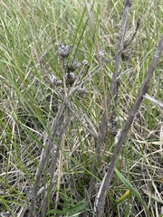 Centaurea