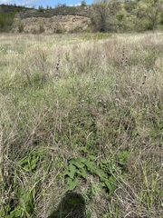 Phlomoides tuberosa