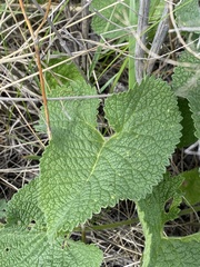 Phlomoides tuberosa