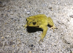 Duttaphrynus stuarti