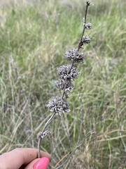 Phlomoides tuberosa
