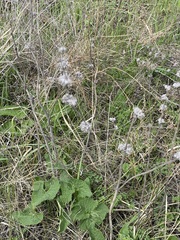 Phlomoides tuberosa