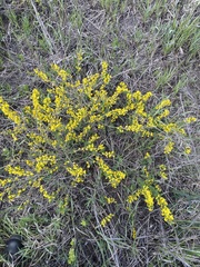 Chamaecytisus ruthenicus