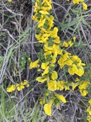 Chamaecytisus ruthenicus