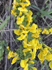Chamaecytisus ruthenicus