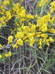 Chamaecytisus ruthenicus
