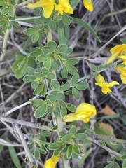 Chamaecytisus ruthenicus
