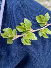 Ulmus pumila