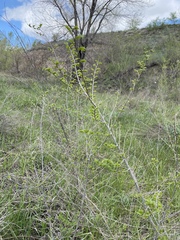 Ulmus pumila