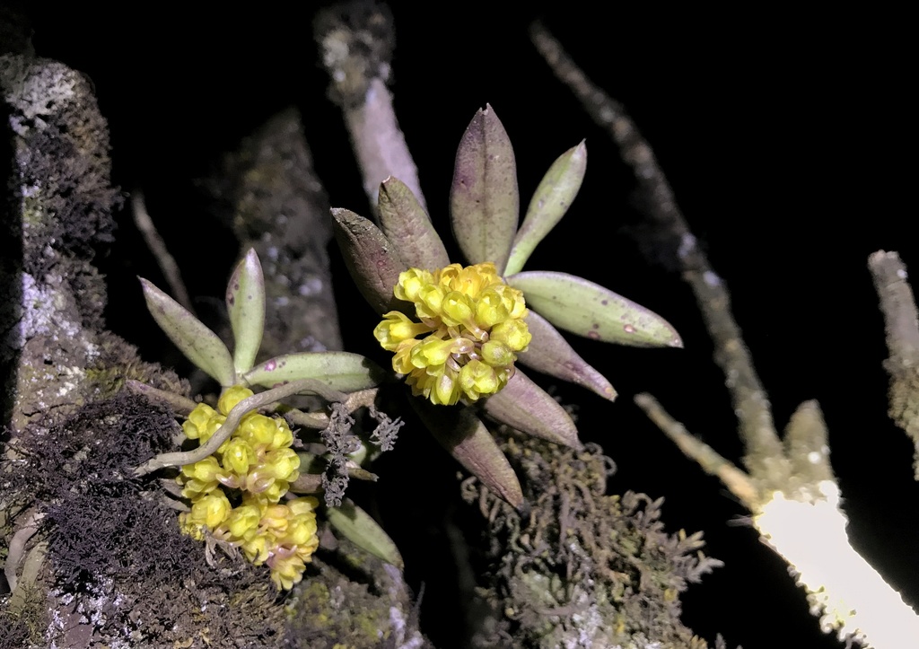 Uncifera acuminata (Uncifera acuminata)