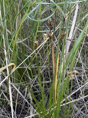 Carex