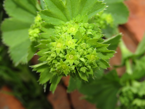 Image of Alchemilla baltica by (c) snaily_naily, some rights reserved (CC BY)