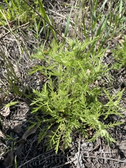 Achillea nobilis