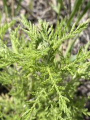 Achillea nobilis