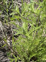 Achillea nobilis