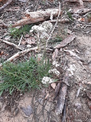 Gypsophila fastigiata