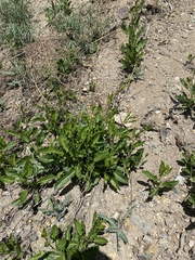 Sisymbrium volgense